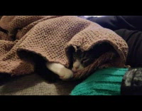 Cat sleep covered with brown knitted blanket