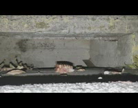 Raccoon eat take leftover stake to drainage