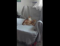 Cat sits over other cat in chair