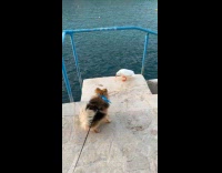 Dog wants to play with the duck 