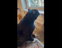 Cat sees bird and taps the window 