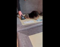 Dog hates vacuum tries to bite it