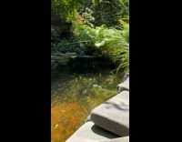 Rat drink on pond where turtles and fish are