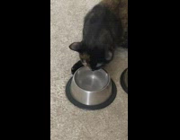 Cat drink water stops stare at bowl