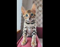 Orange white black kitten blue eyes couch