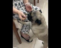 Pug smells rescued squirrel on owner hand