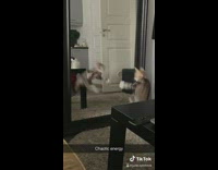 Collab BitchMP - Cat jumps in front of mirror