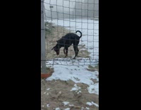 Pet dog raises both feet and uncomfortable with clothes