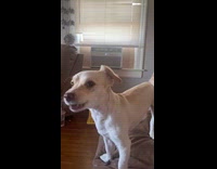 Dog barks and howl to the music