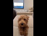 Dog hides something in its mouth from owner