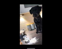 Black dog on bed tiktok transition kitchen 