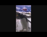 Penguin chases the flyer outside the glass