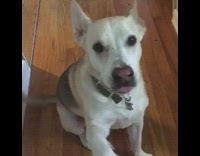 Collab Pets For All - Dog sits, shakes paw, lays down, and gets a bone for doing tricks