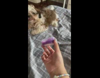 Playing with a dog with a jar of purple stuff