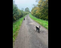 Woman morning walk with dog and cats