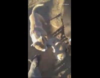 Puppy licks clean bigger dog below head