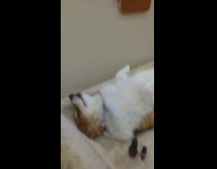 Puppy spa day, dog lays on bed upside down and dries pink glitter nail polish 