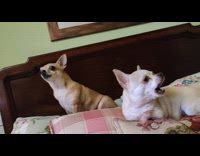 two small white dogs bark in bed
