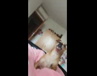 Collab KaleSaladIG - Brown dog tries to bite red toy 