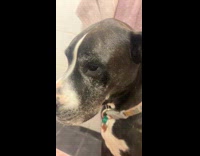 Guy talk to dog scared of bath