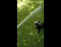 Dog jumps and bites water from hose