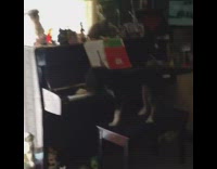 Dog plays the piano to get a treat