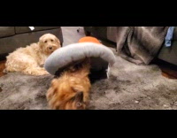 Dog lay on rug kick pillow bed