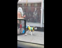 Man Poseidon costume walk street dog fish costume