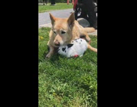 Brown dog lays white black bunny rabbit 