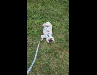 Pug lay and itch back on grass