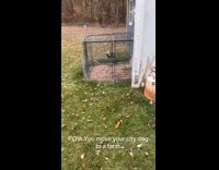 Brown dog chases chicken into coop