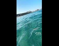 Woman being followed by puffer fish 