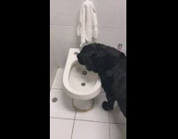 black dog turns on european toilet and drinks