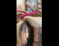 Close up of cow mouth chew cud