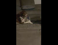 Owner ask dog on sofa to smile