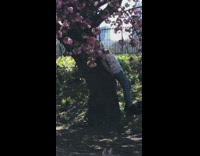 Pink hair girl leans cherry blossom tree