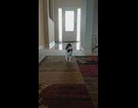 Cat fetch green ball run doorway house