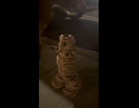 Golden retriever beside mummy statue street night