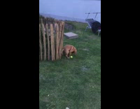 Small brown puppy dog yellow soccer ball 