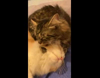 2 cats groom each other on the bed 