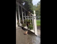 Collab Clips MPUGC - Frog looks like its pondering about something