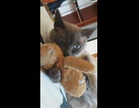 Pet cat bite and kick stuffed toy