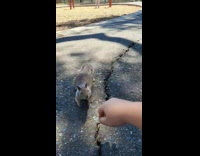 Lady Swings Hand on Wavy Motion then Squirrel Approaches