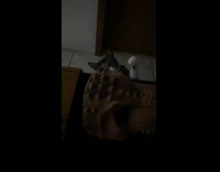 Collab PLC - Cat on floor slaps dinosaur skull props