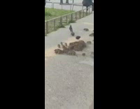 Group of mice rats crowd around sidewalk and crawl under bridge