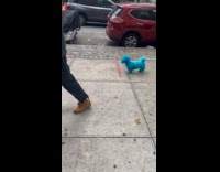 Blue colored fur dog on the sidewalk Part 2