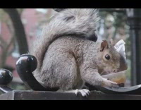 Squirrel eats jif peanut butter container park 