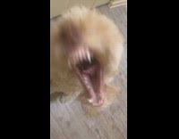 Dog biting sideways saying hey