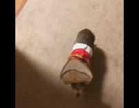 dog wearing halloween costume 