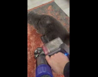 Collab PLC - Gray Cat Sits and Rolls Over while Lady Vacuums him